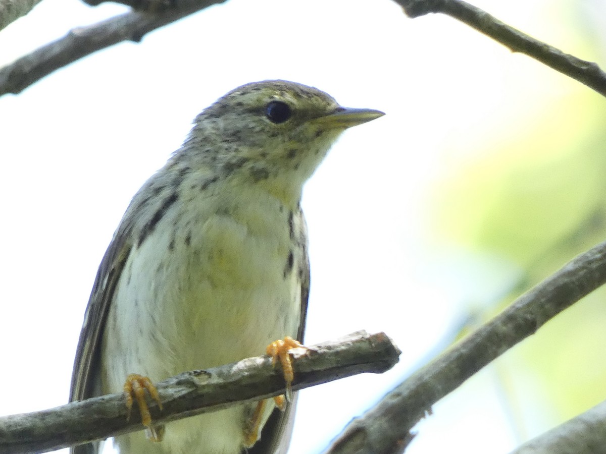 Blackpoll Warbler - Keith Jaret Klein