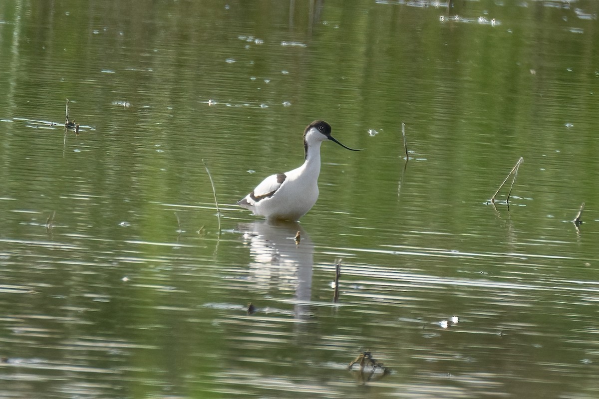 Pied Avocet - Valery Treitsiak