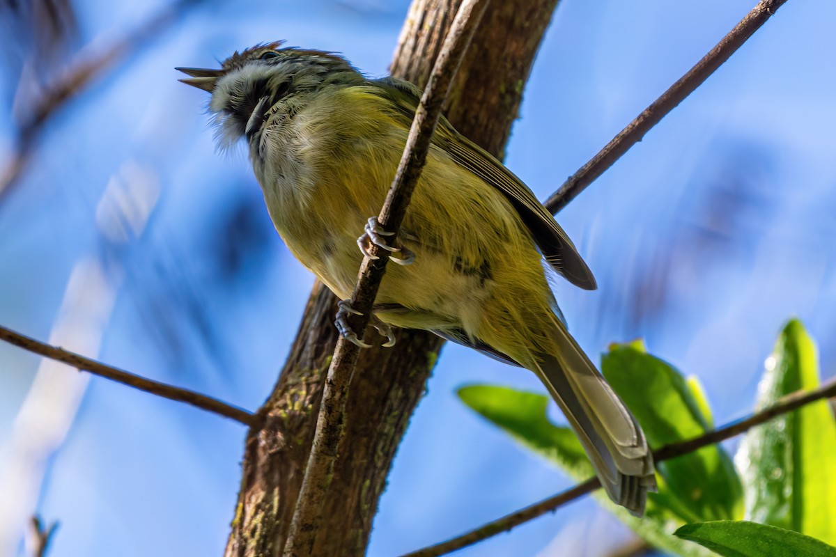 Yellow Tyrannulet - ML619499622