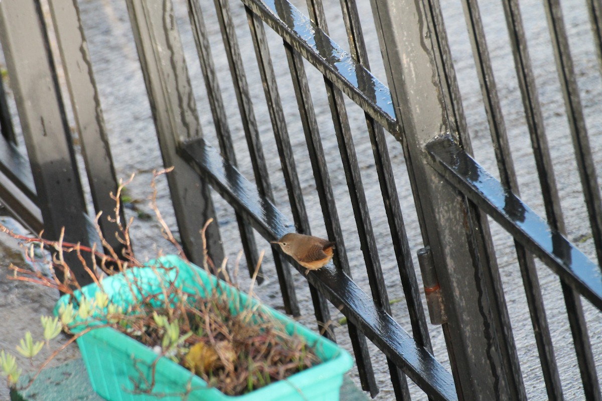 House Wren - Tamara Chacón aedo