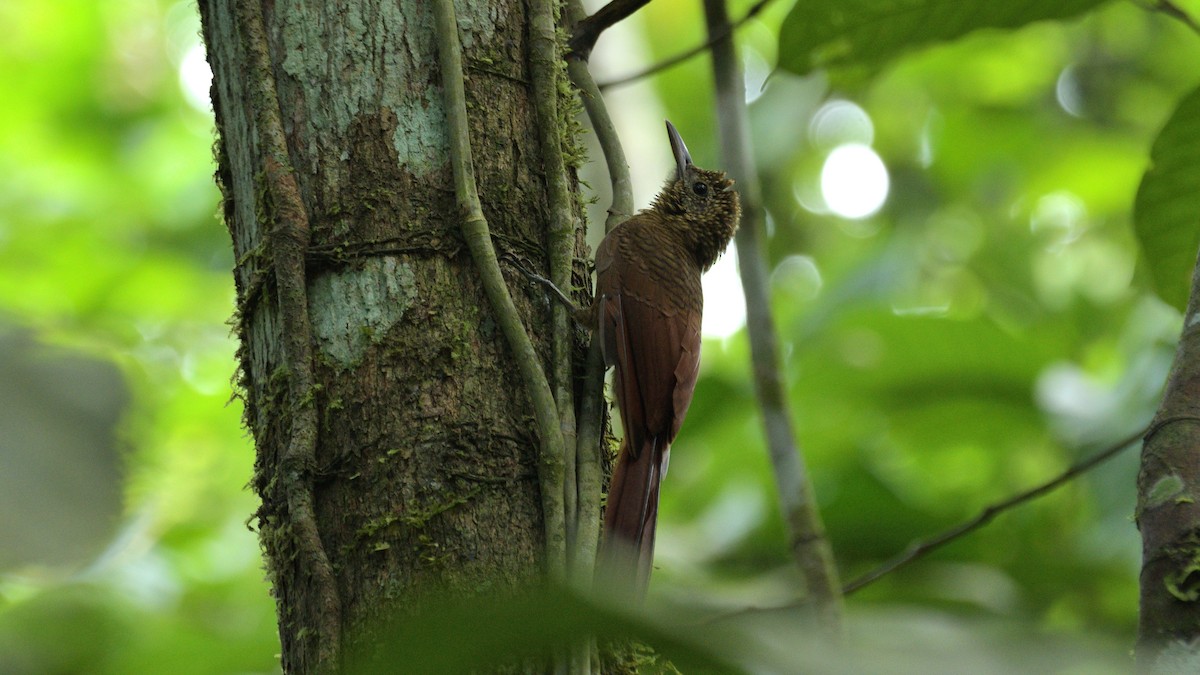 Amazonian Barred-Woodcreeper - Miguel Aguilar @birdnomad