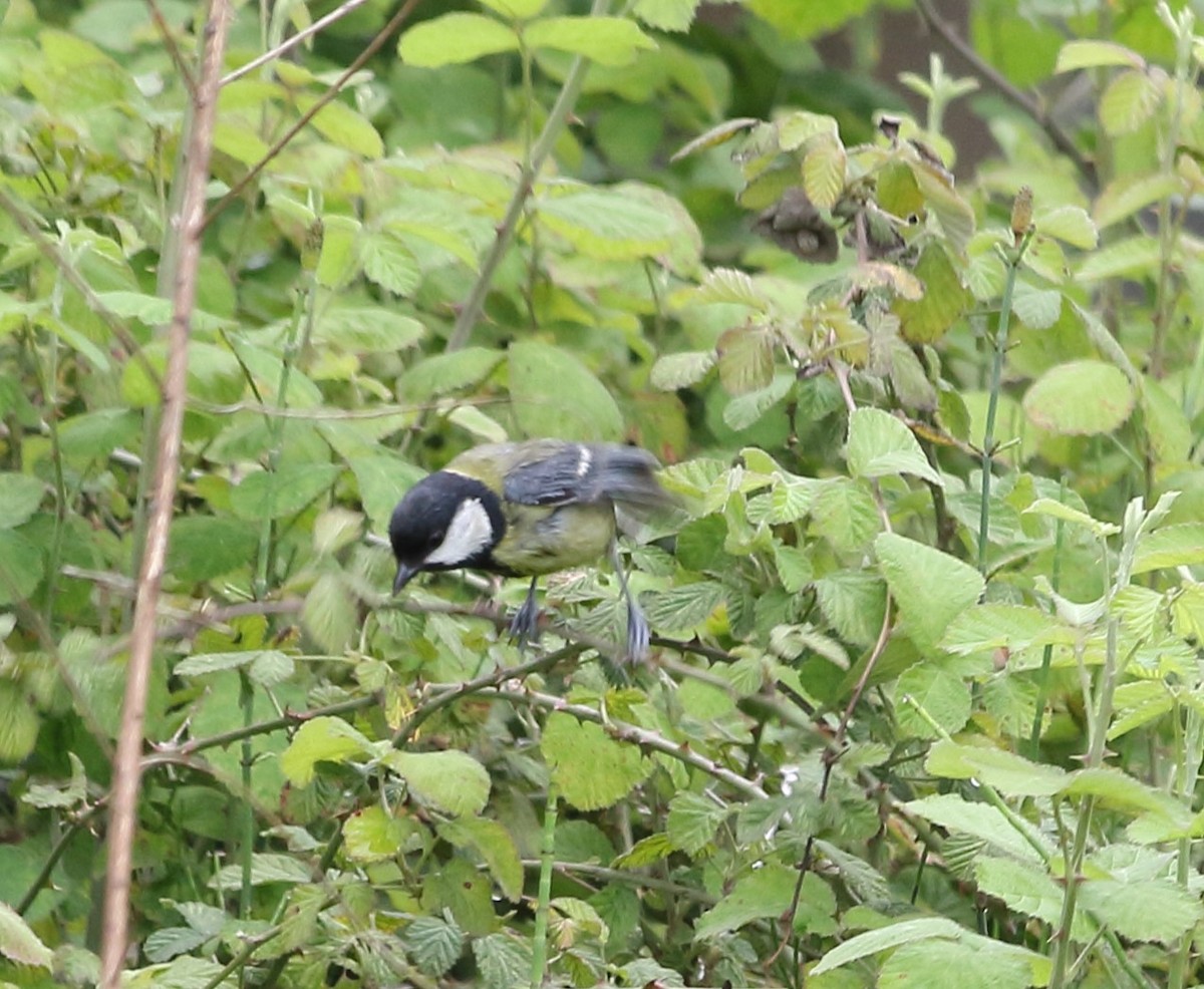 Great Tit - Elaheh Afsaneh