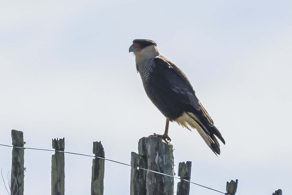 Crested Caracara - Amed Hernández