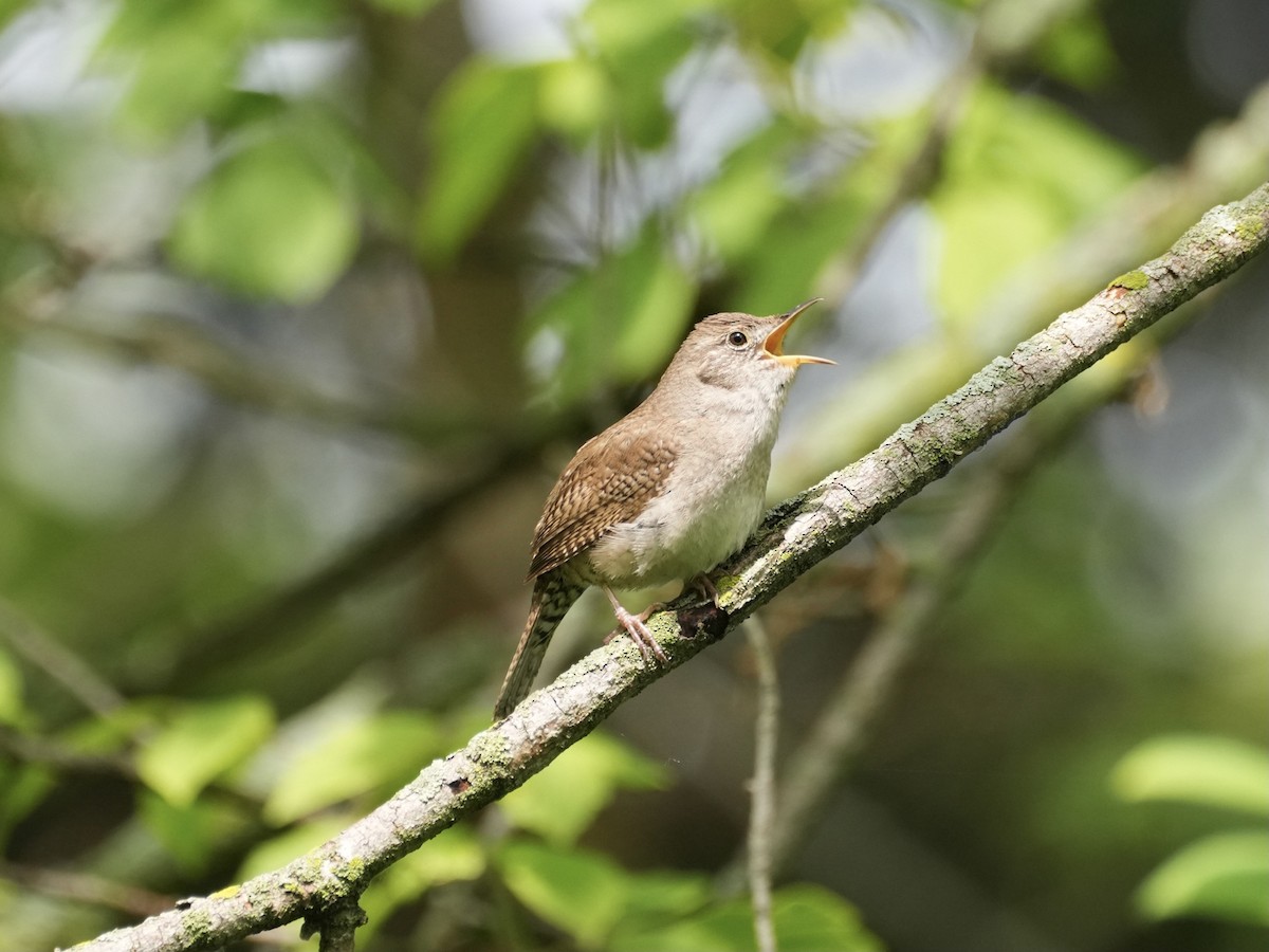 House Wren - Chris Wills