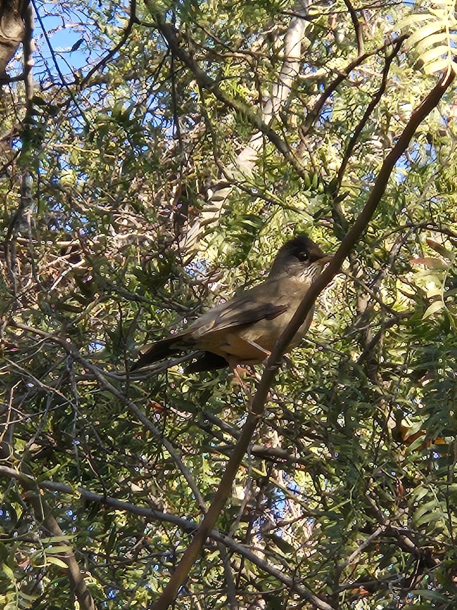 Austral Thrush - Camila Consuelo González Bravo