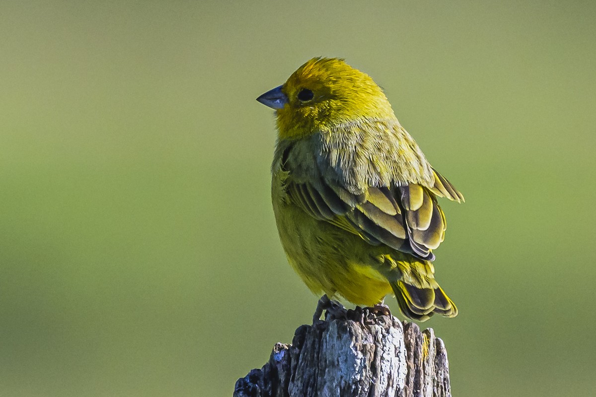 Saffron Finch - Amed Hernández