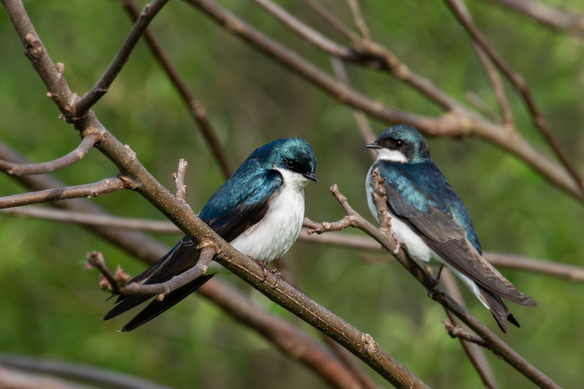 Tree Swallow - Alton Spencer