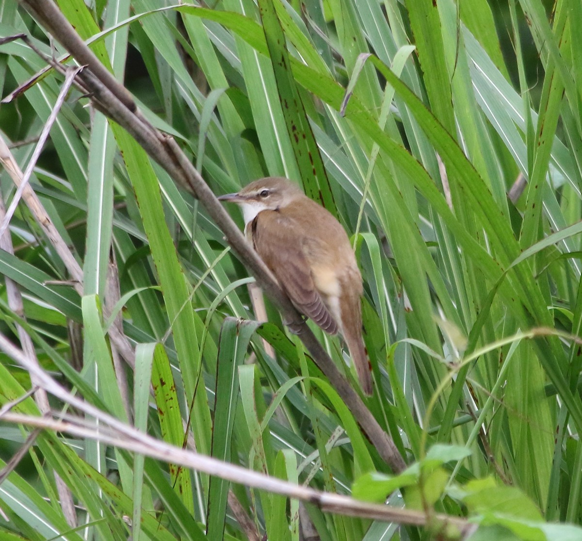 Great Reed Warbler - Elaheh Afsaneh