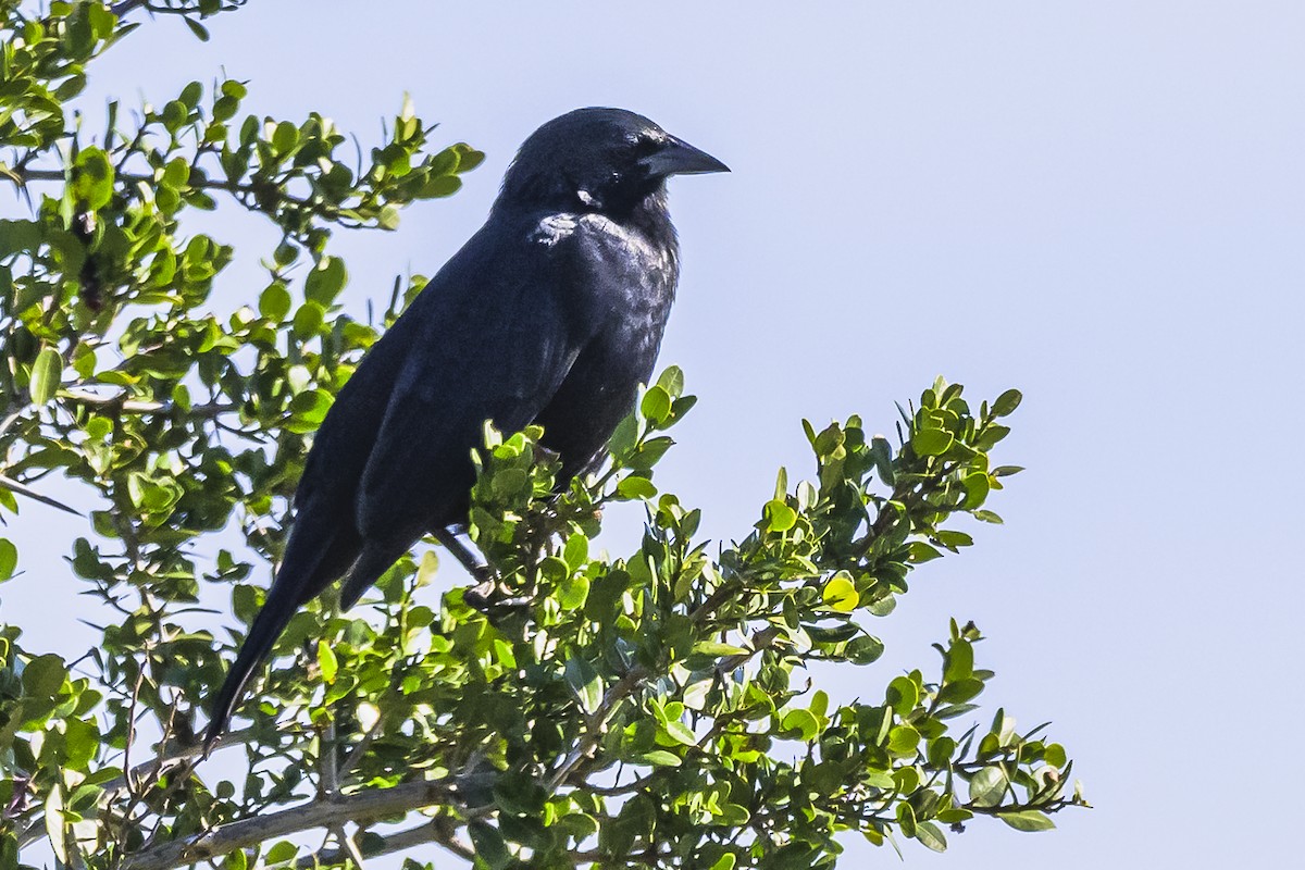 Chopi Blackbird - Amed Hernández