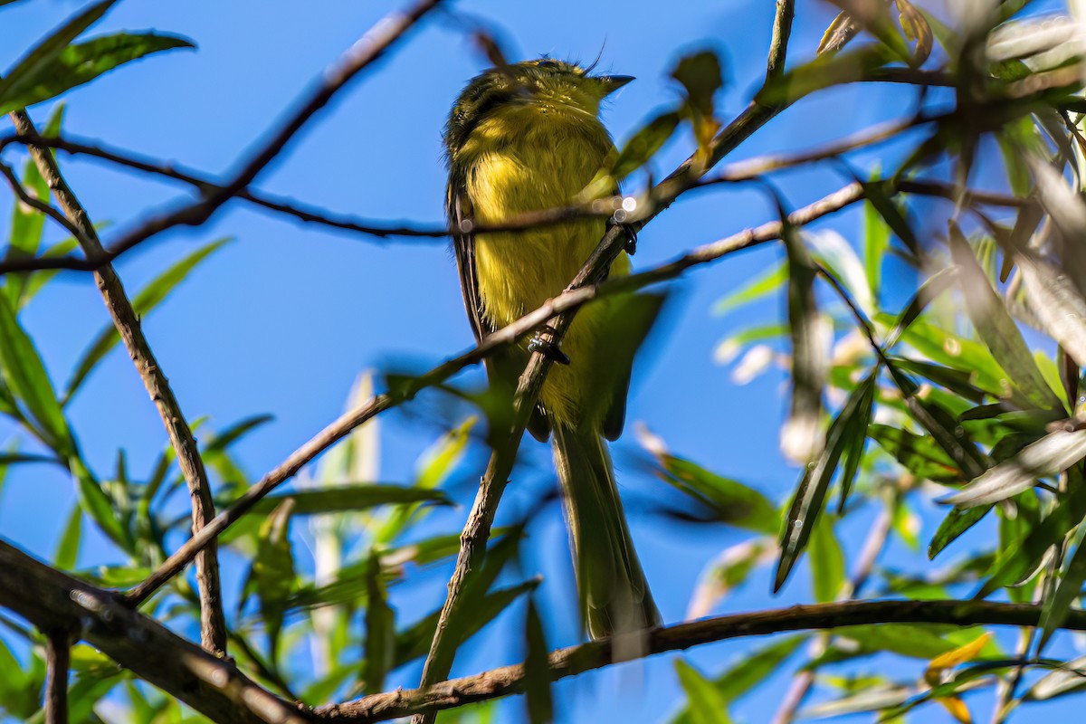 Yellow Tyrannulet - Kurt Gaskill