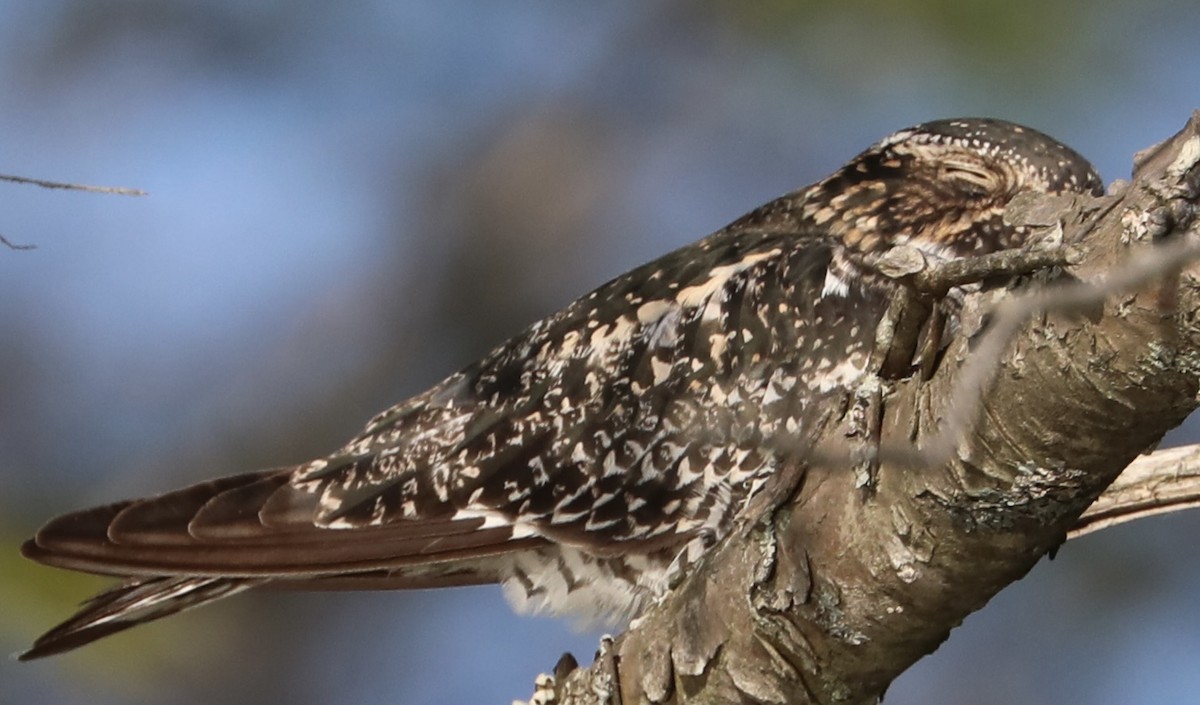 Common Nighthawk - Chris Hill