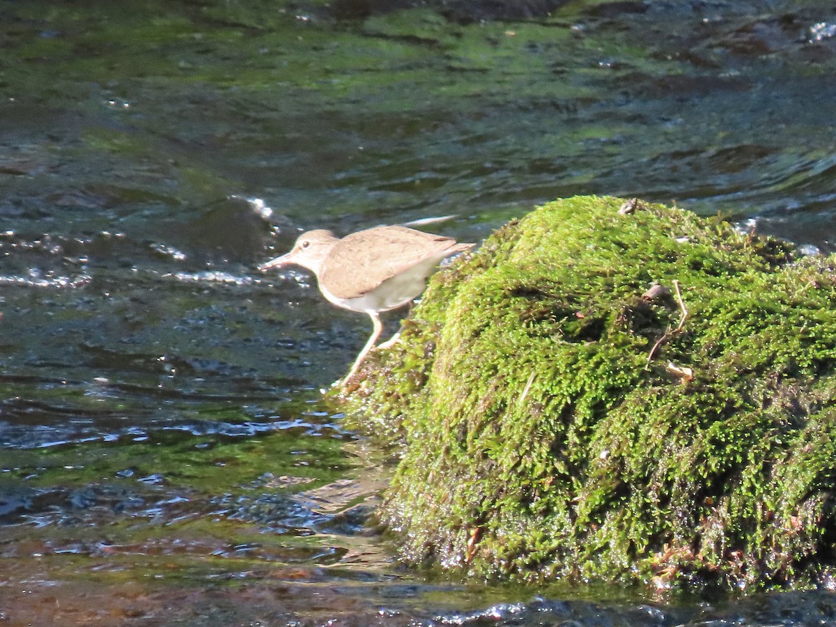 Common Sandpiper - Anonymous