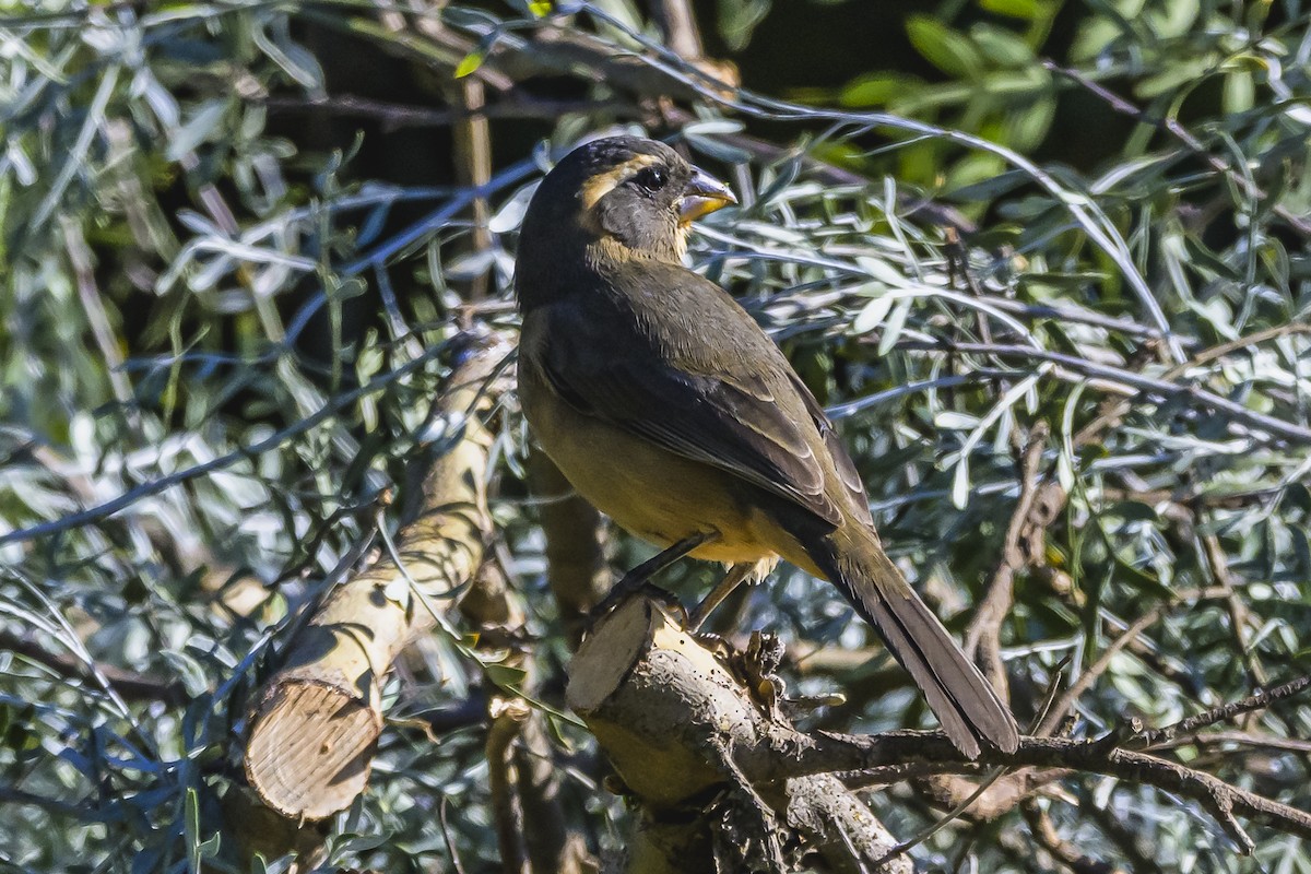 Golden-billed Saltator - Amed Hernández