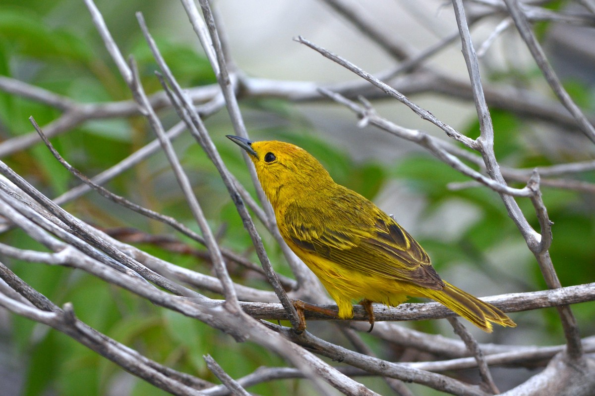 Yellow Warbler (Golden) - David Hollie
