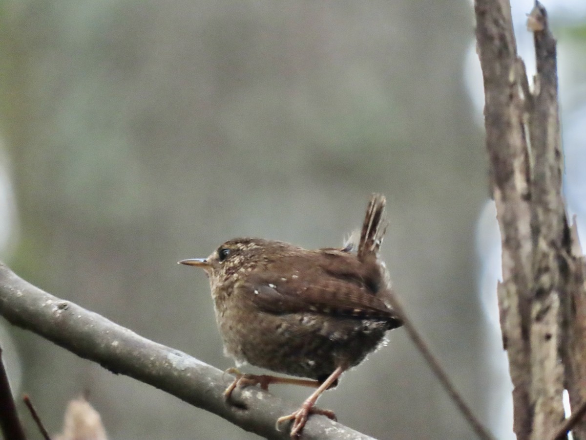 Pacific Wren - Anne Tucker