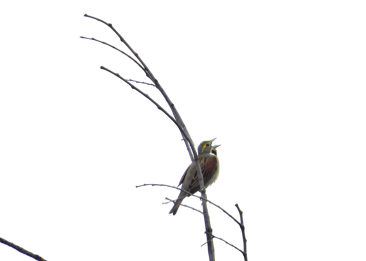 Dickcissel - Monica Rose