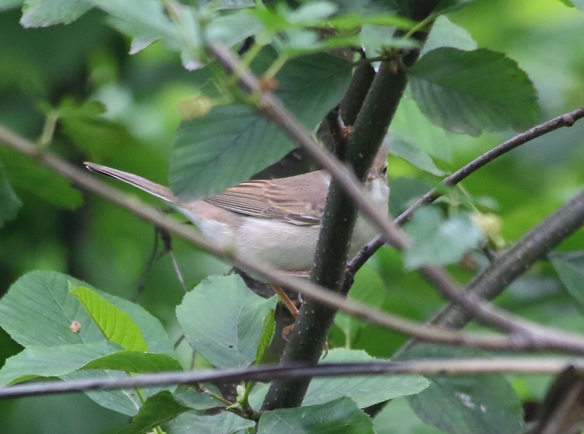 Greater Whitethroat - Elaheh Afsaneh