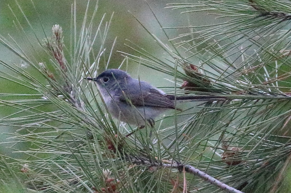 Blue-gray Gnatcatcher - Jeffrey Fenwick