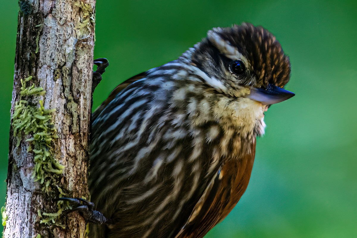 Streaked Xenops - Kurt Gaskill