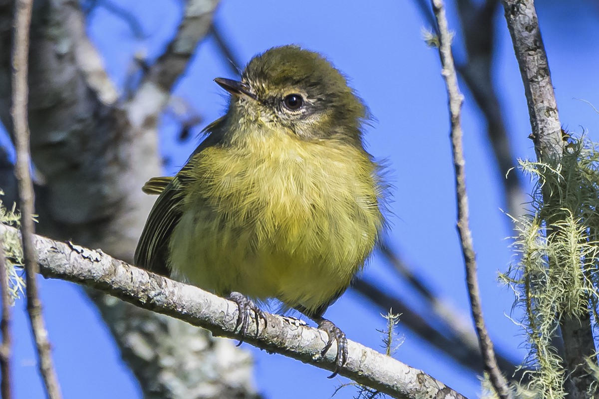 Mottle-cheeked Tyrannulet - Amed Hernández