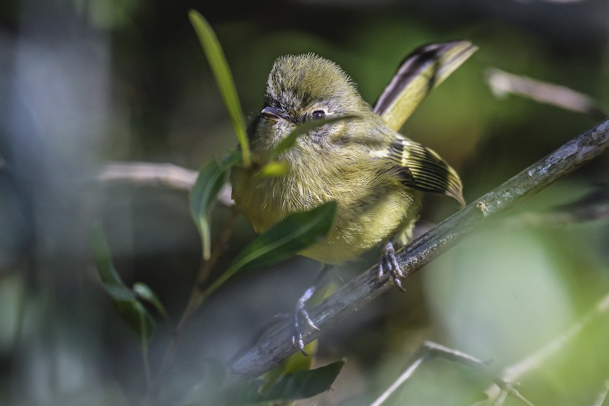 Mottle-cheeked Tyrannulet - Amed Hernández