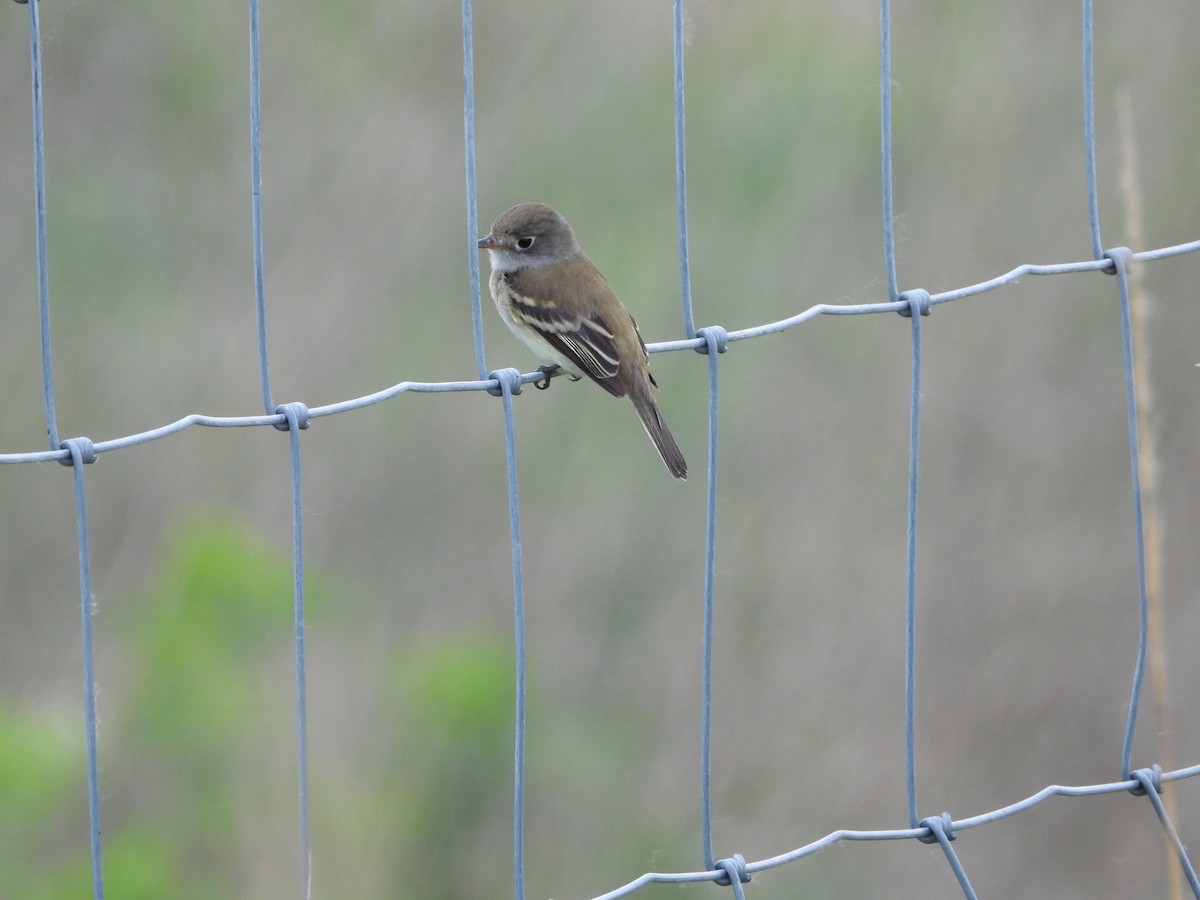 Least Flycatcher - Monica Rose