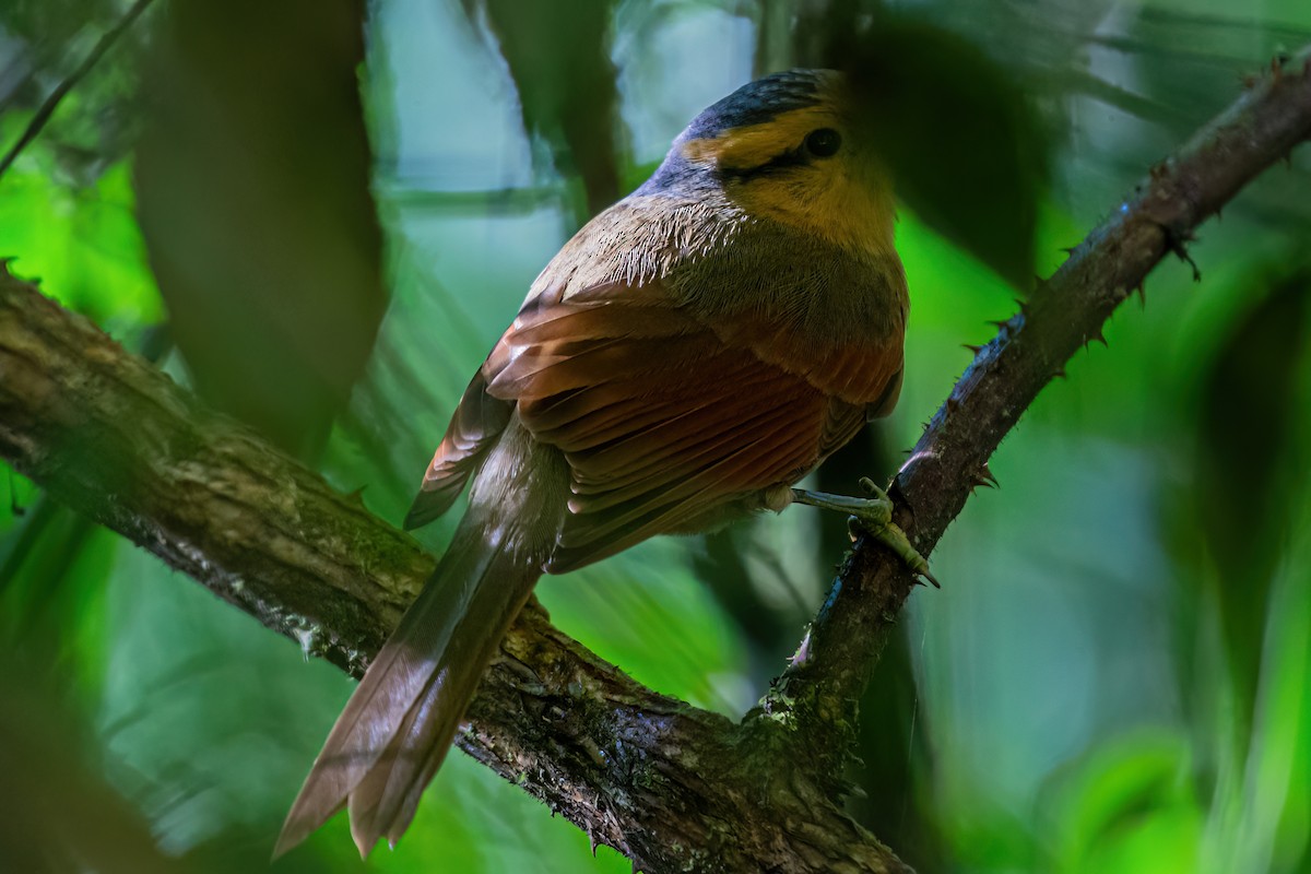 Buff-fronted Foliage-gleaner - Kurt Gaskill