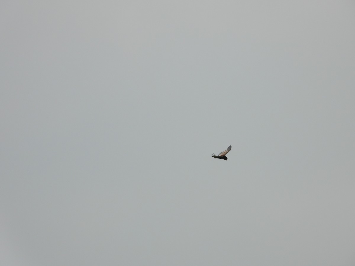 Bateleur - Jonathan Onongo