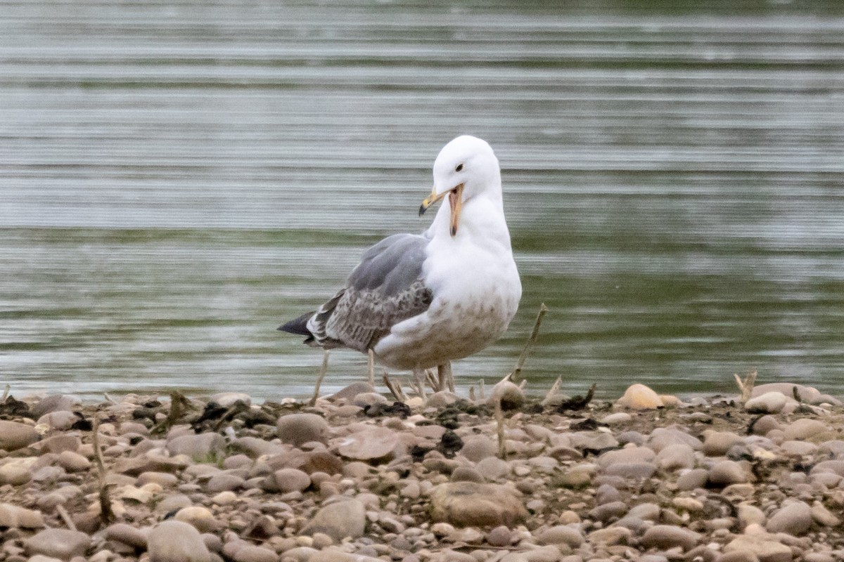 Common Gull - Jon White