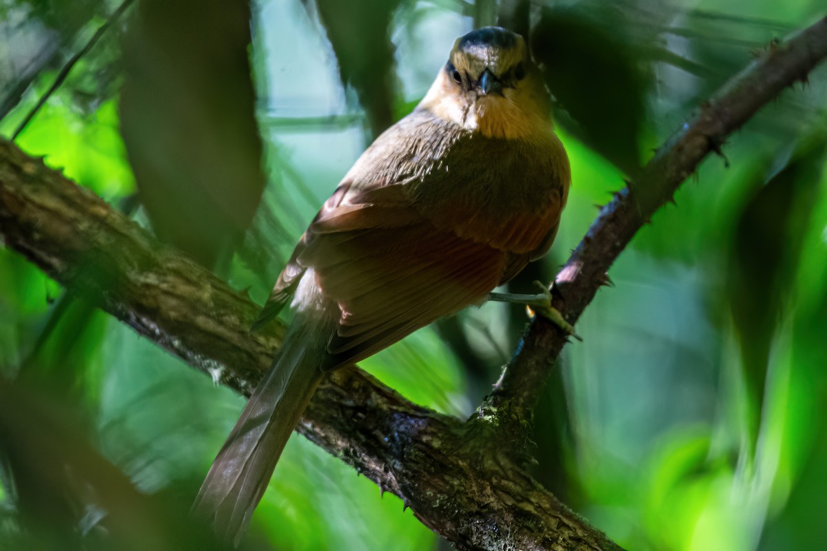 Buff-fronted Foliage-gleaner - Kurt Gaskill