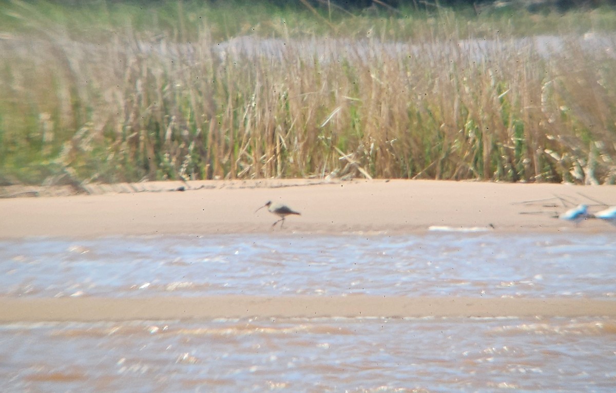 Whimbrel (Hudsonian) - Nick Anich