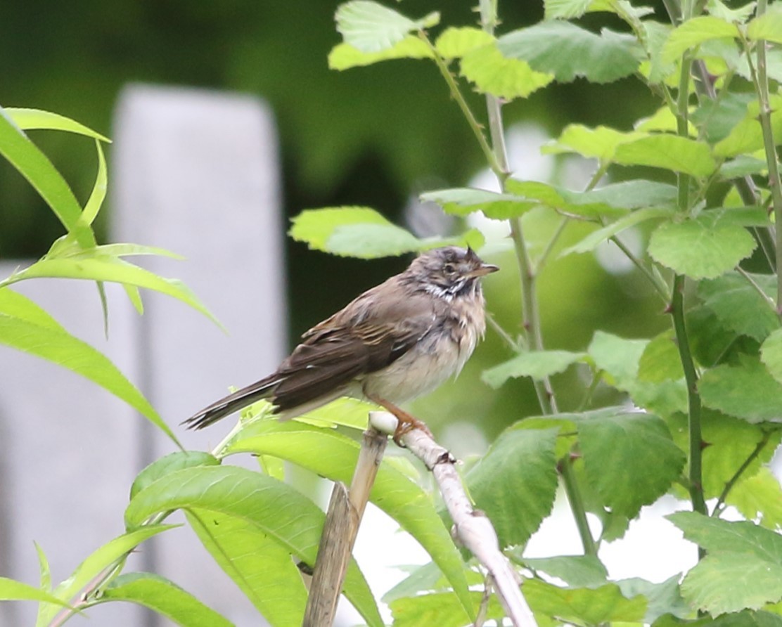 Greater Whitethroat - ML619499731