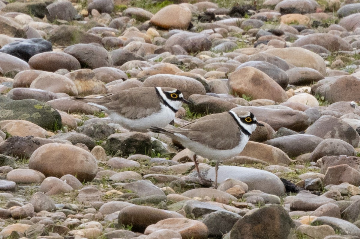 Little Ringed Plover - Jon White