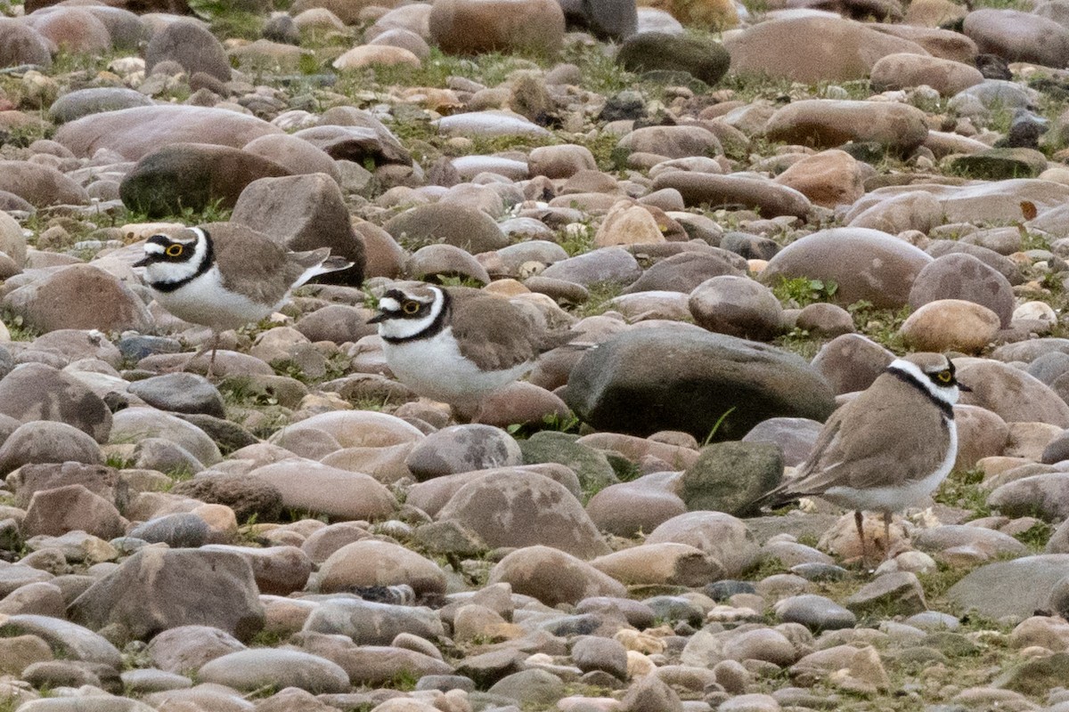 Little Ringed Plover - Jon White