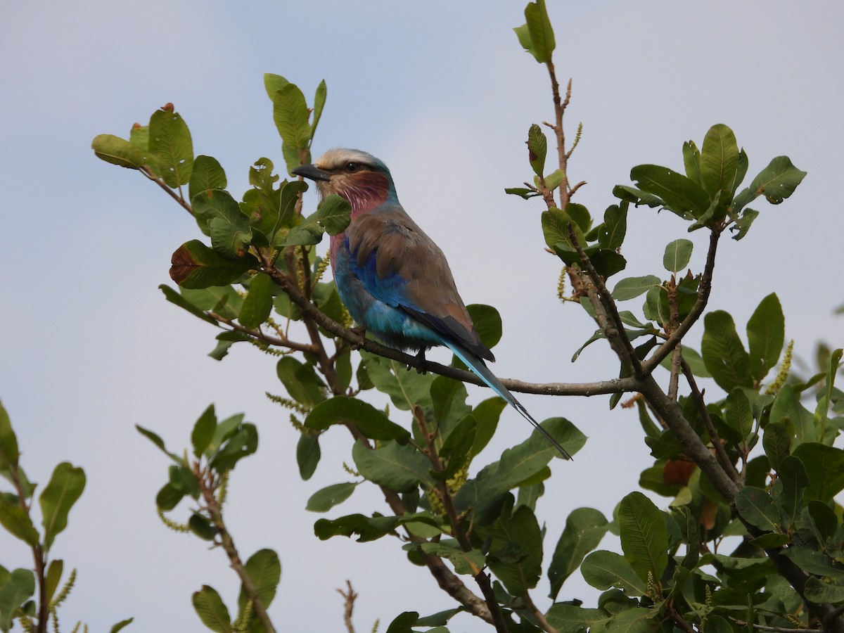 Lilac-breasted Roller - Jonathan Onongo