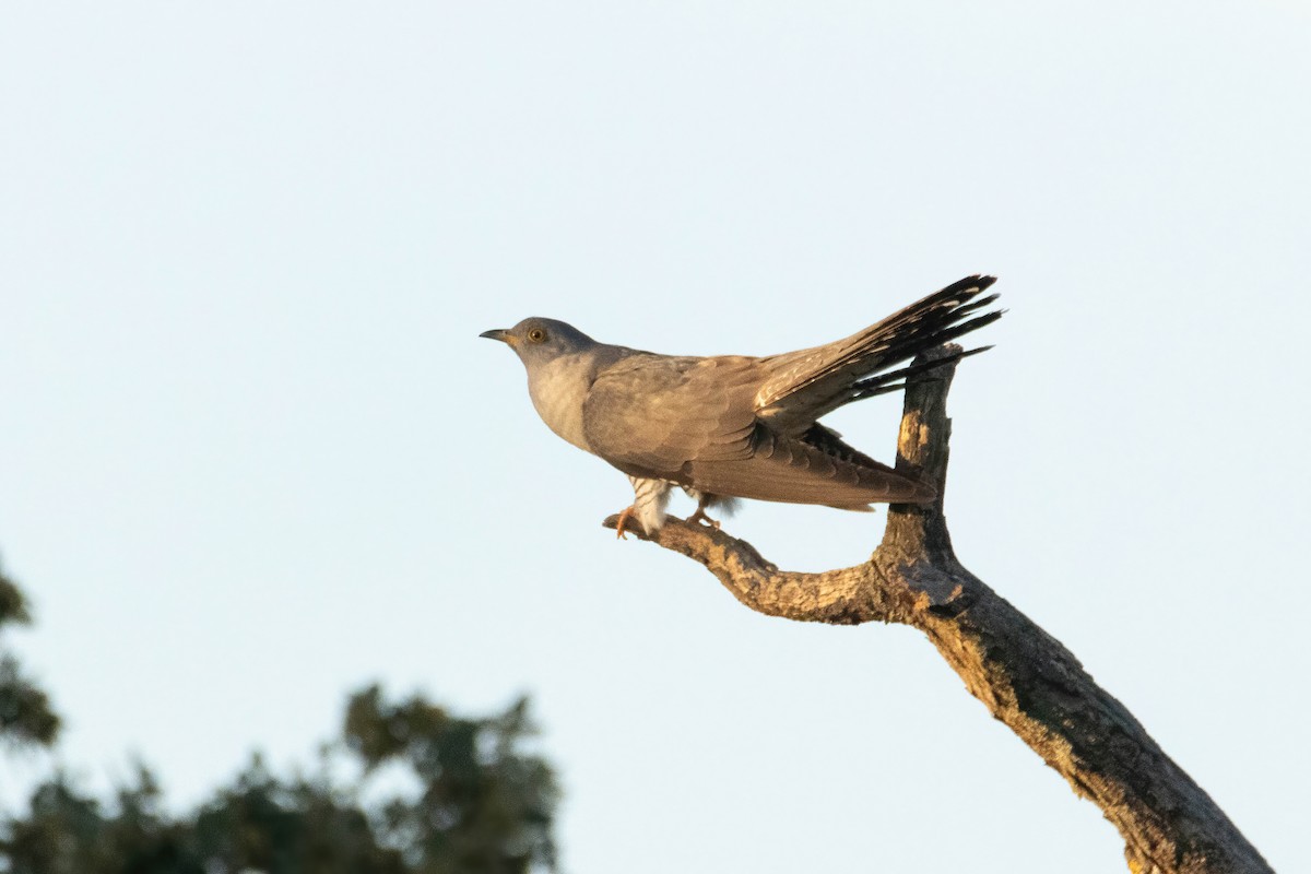 Common Cuckoo - ML619499744