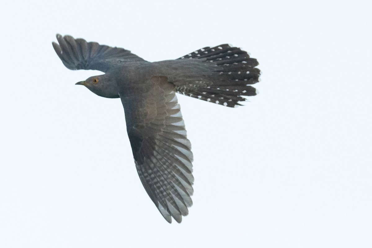 Common Cuckoo - ML619499745