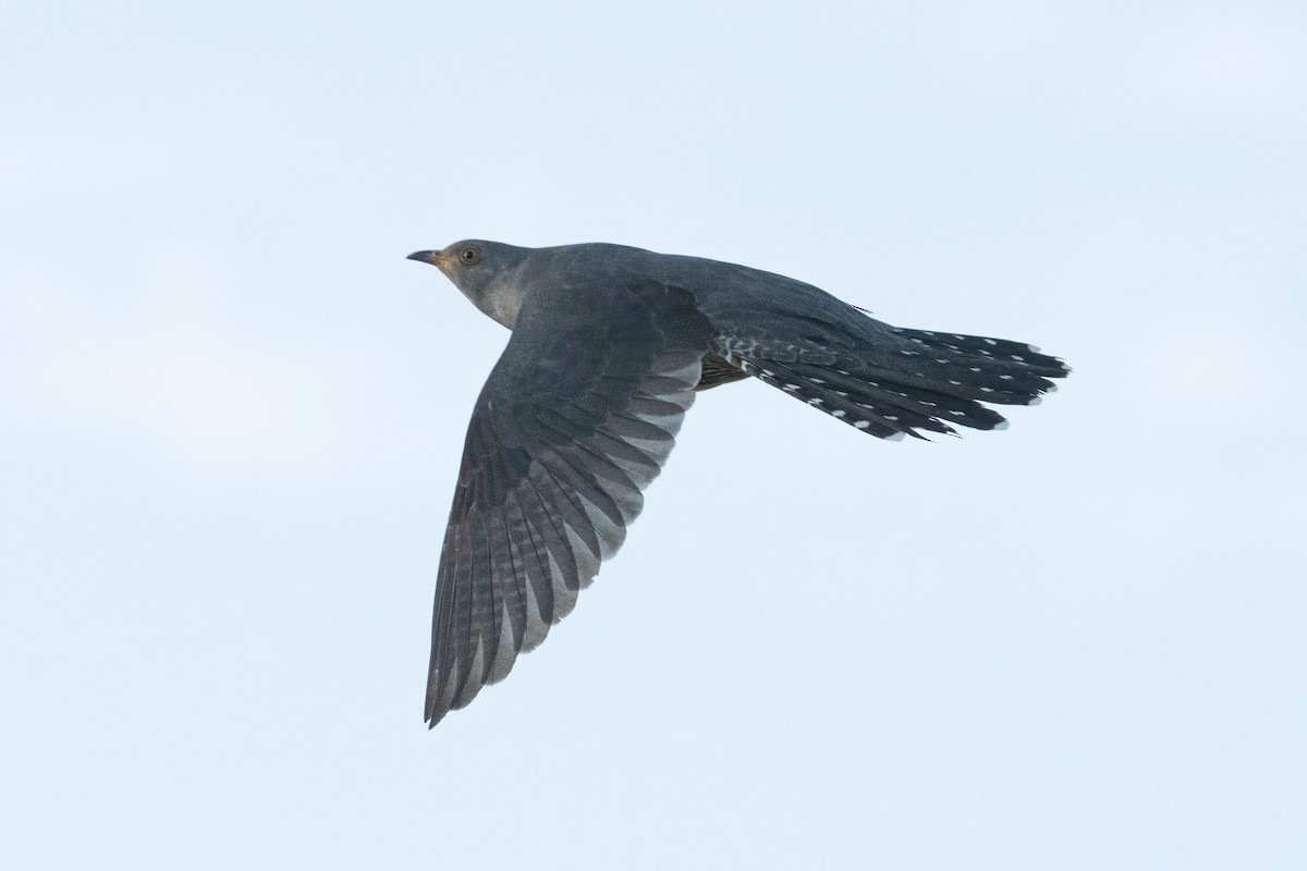 Common Cuckoo - ML619499746