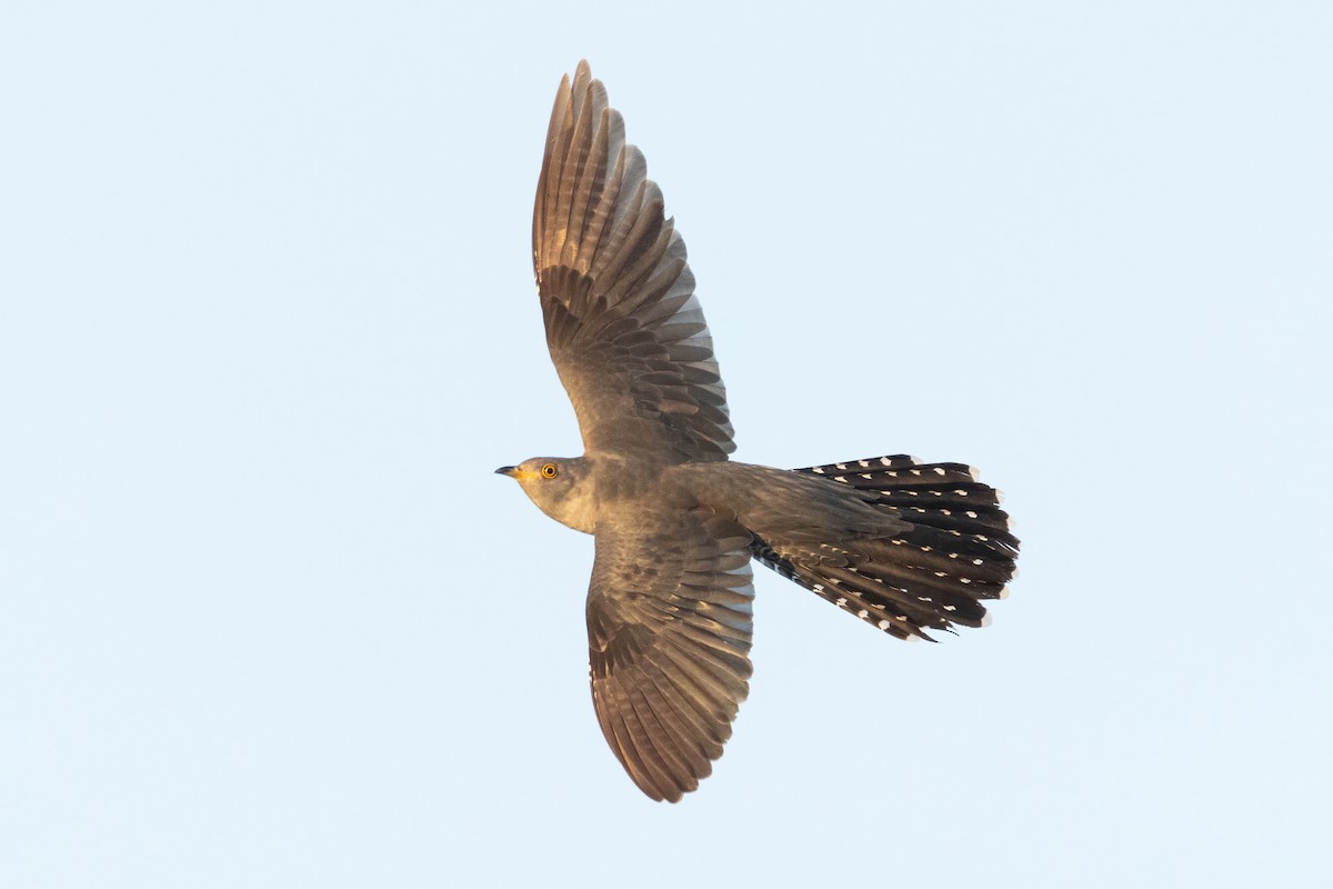 Common Cuckoo - ML619499747