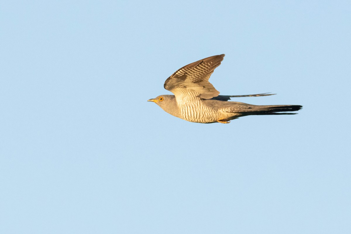 Common Cuckoo - ML619499750