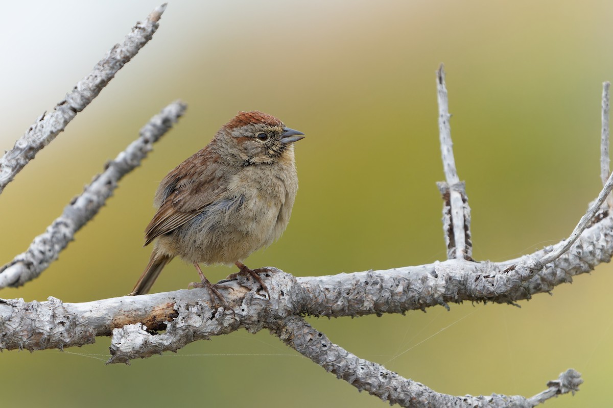 Rufous-crowned Sparrow - Jonathan Casanova