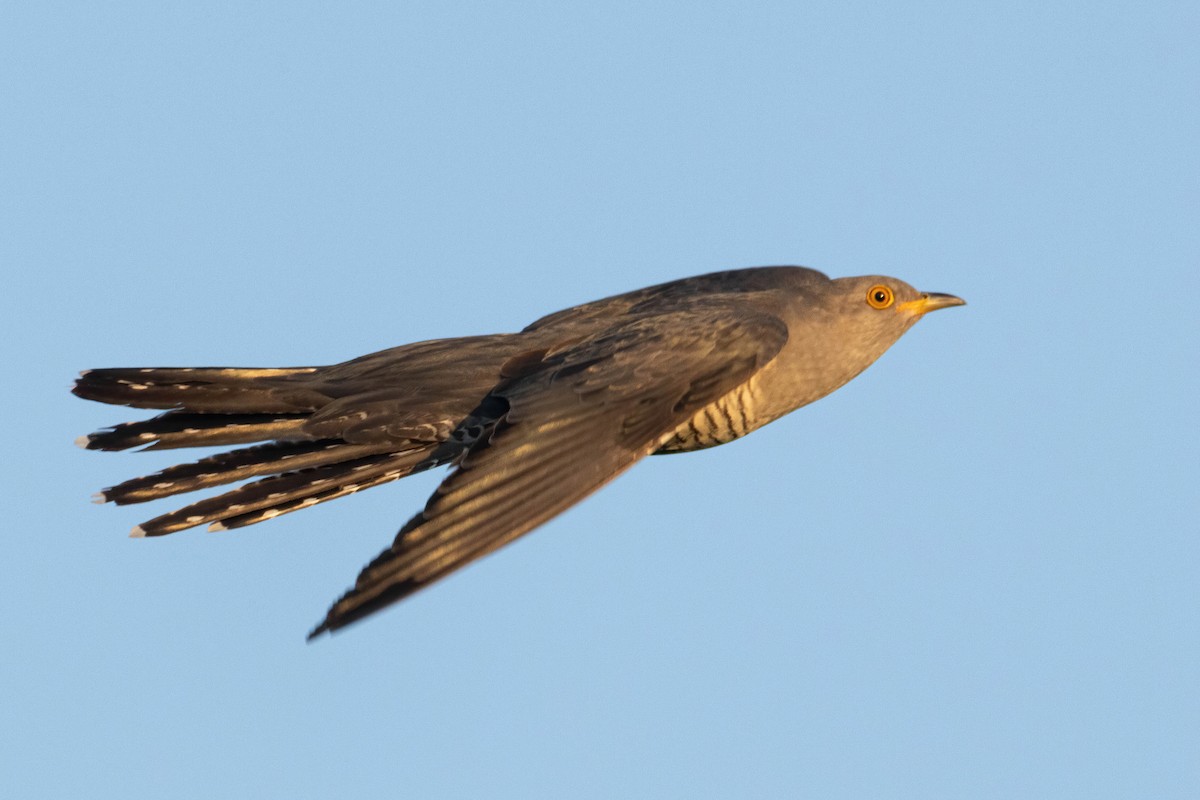 Common Cuckoo - ML619499752