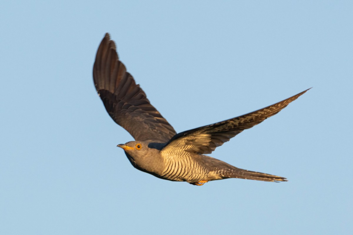 Common Cuckoo - ML619499753