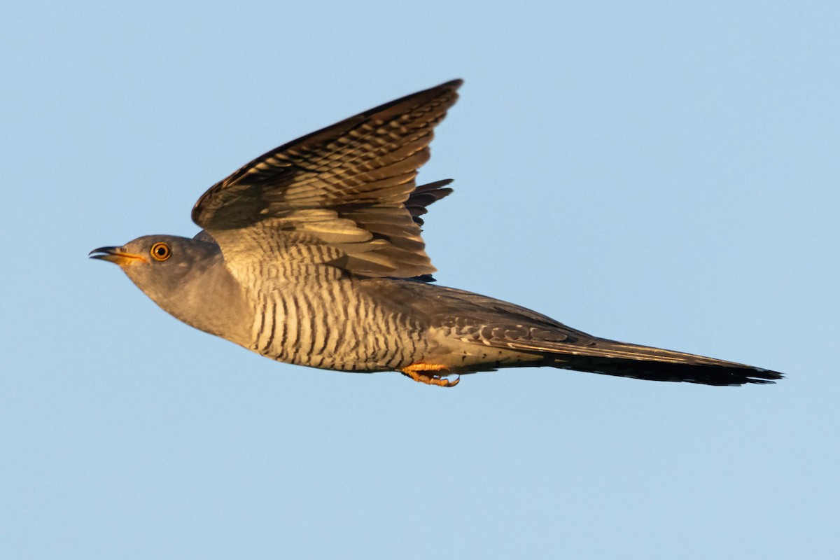 Common Cuckoo - ML619499755