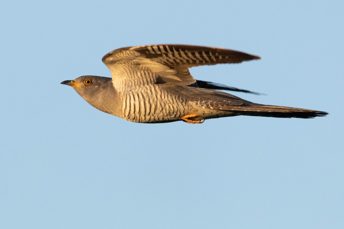 Common Cuckoo - ML619499756