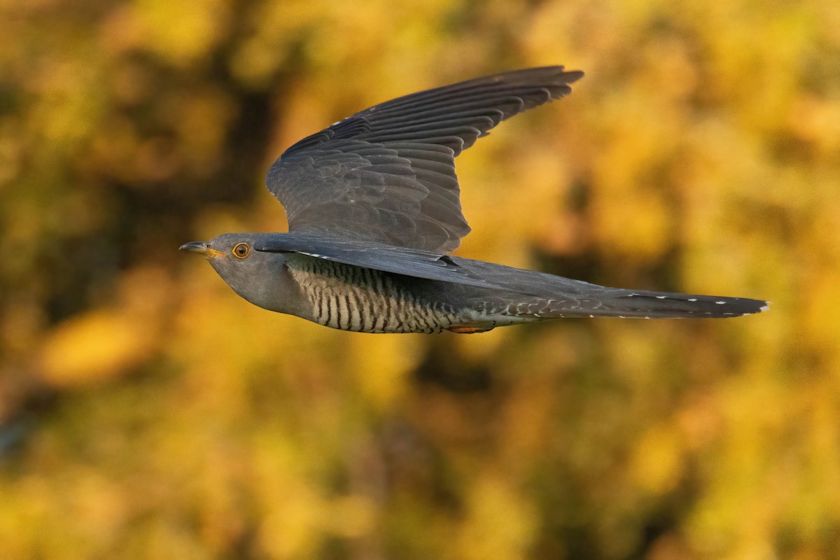 Common Cuckoo - ML619499757