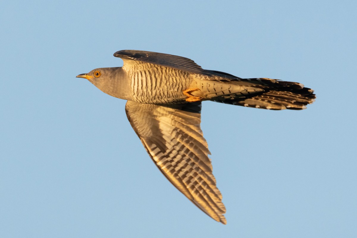 Common Cuckoo - ML619499760