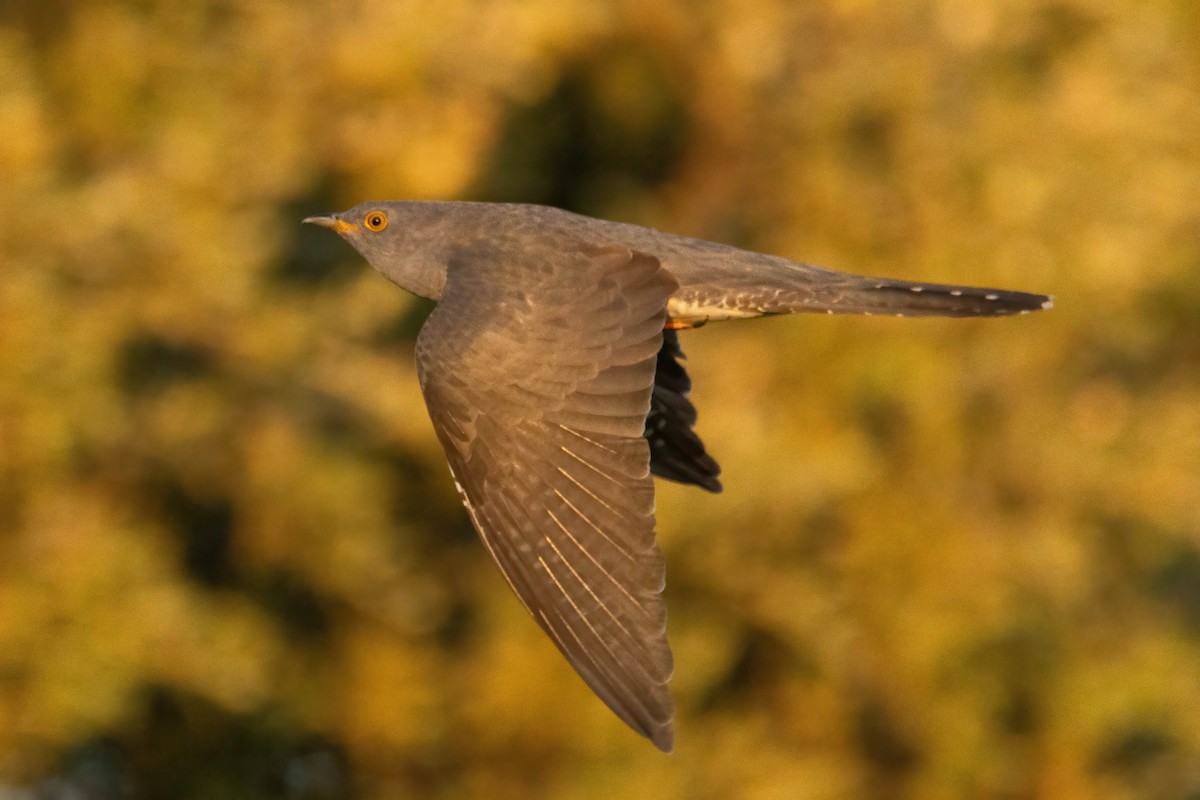 Common Cuckoo - ML619499761