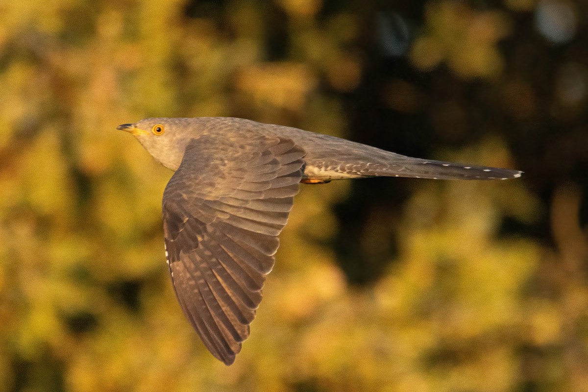 Common Cuckoo - ML619499762