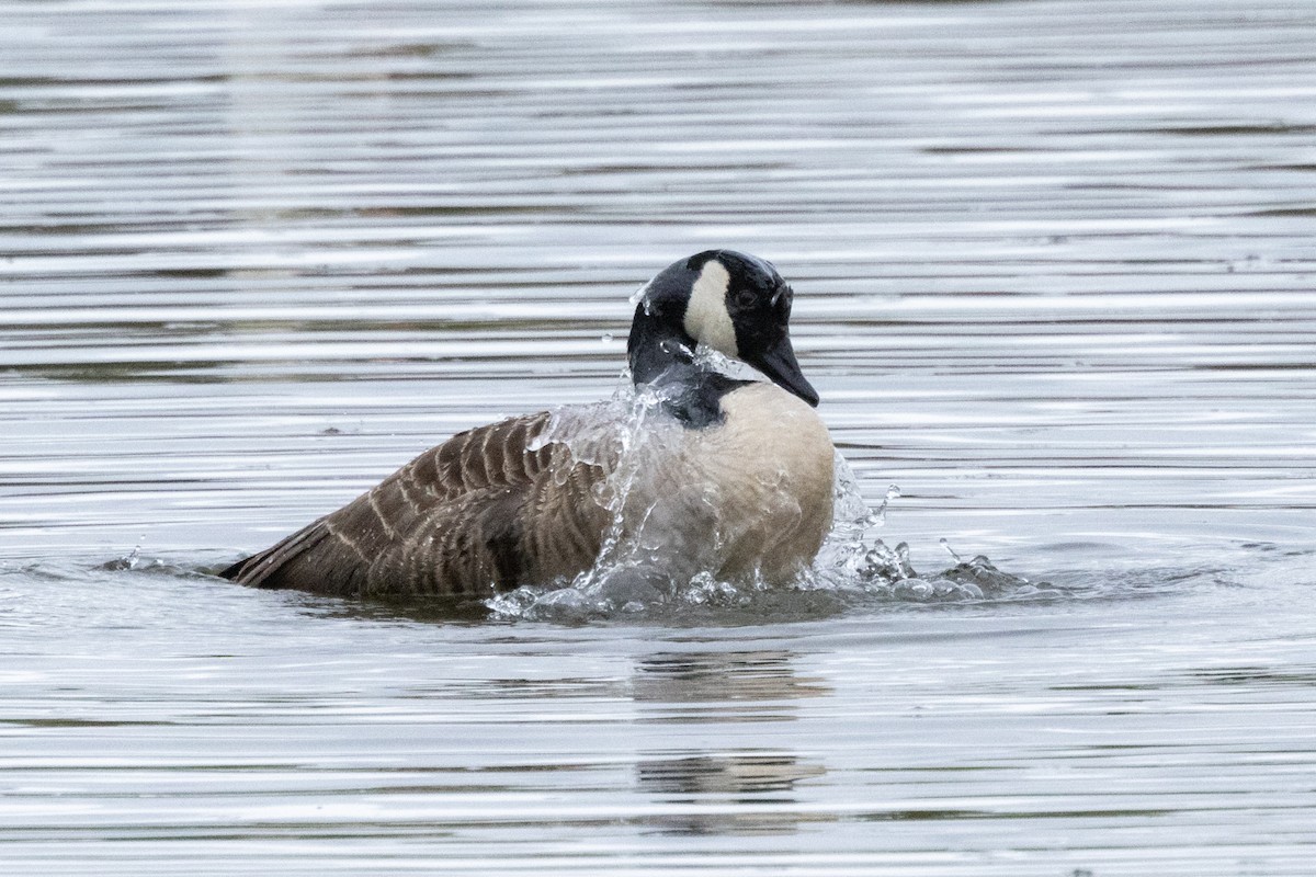 Canada Goose - Jon White